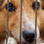 Hond Shutterstock Header Website