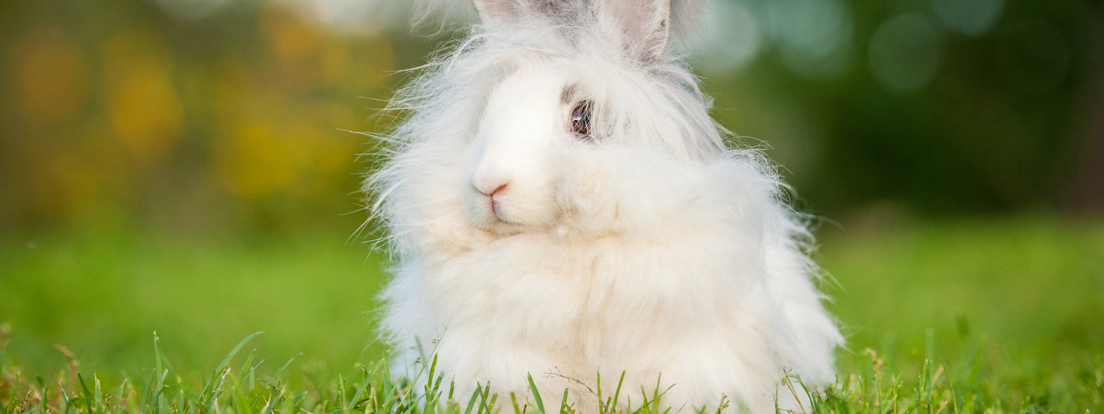 aanvaardbaar natuurpark plakband Het konijn – Bont voor Dieren